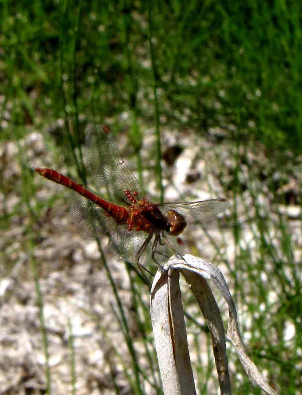 sympetrum con granuli